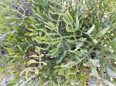 Flora ScreensaverءFlora Screensaver(ֲ) v1.0 ٷ汾