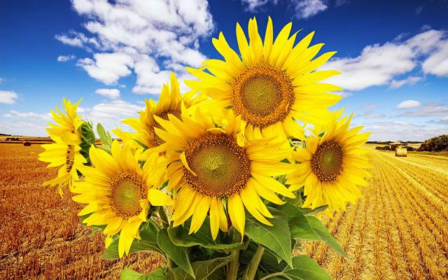 BPGDƬ鿴 Simple BPG Image viewer-BPGDƬ鿴 Simple BPG Image viewerd v1.21ٷ汾